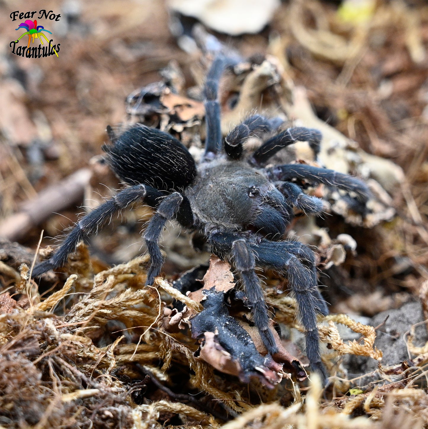 Pseudhapalopus sp langhaar (Long Hair Tarantula) about 2" *RARE*