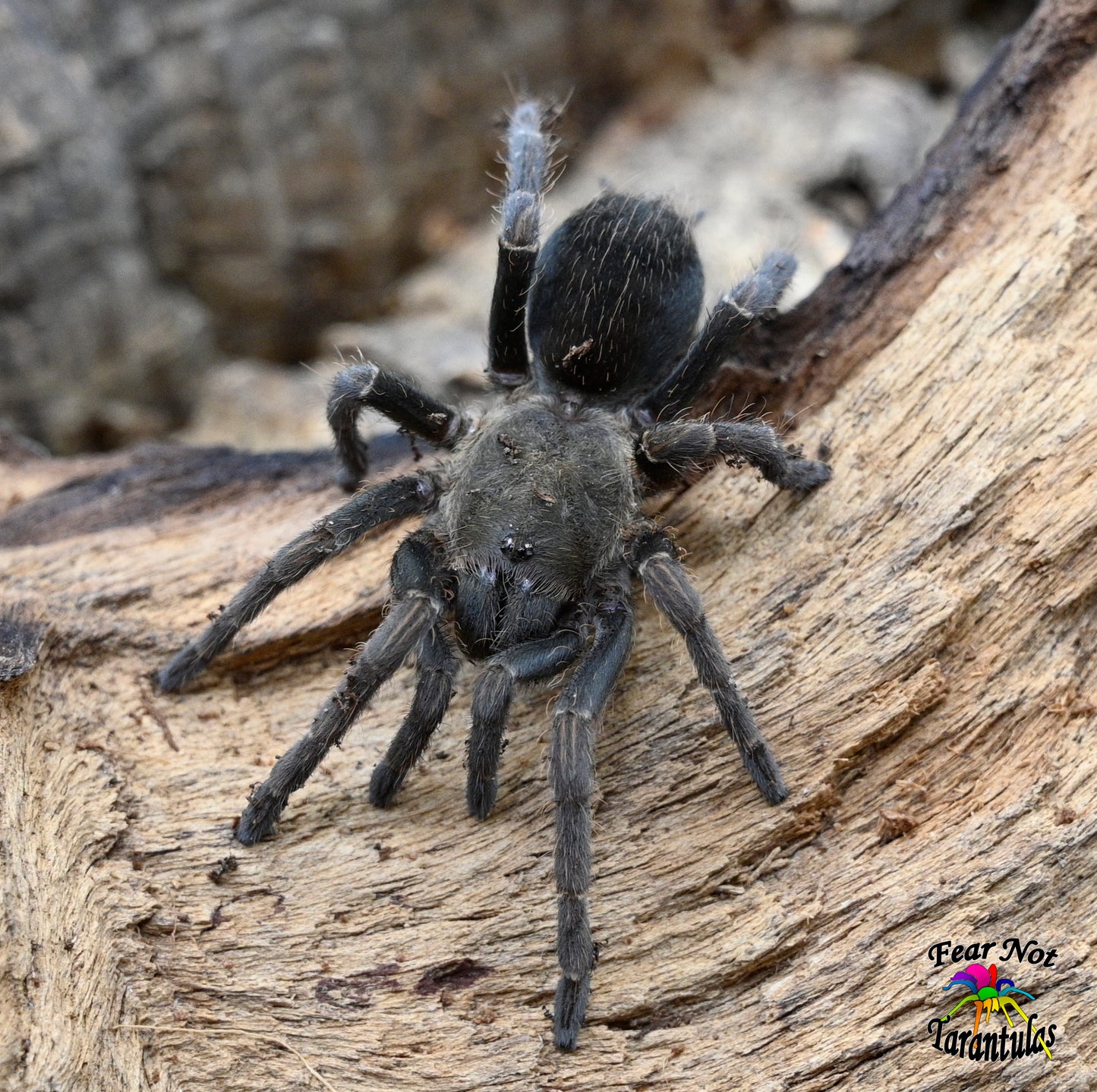 Pseudhapalopus sp gitan about 1 1/2"