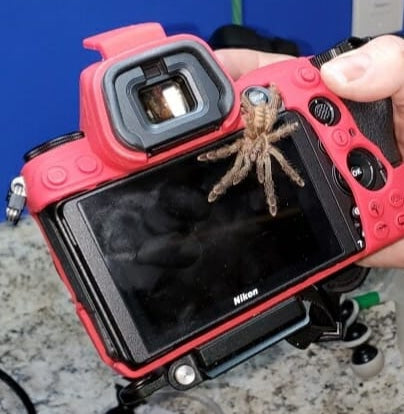 Amazonius (was Pseudoclamoris)  elenae Tarantula about  1 1/2" - 2" FEMALE