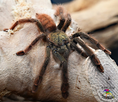 Amazonius (was Pseudoclamoris)  elenae Tarantula about  1 1/2" - 2" FEMALE