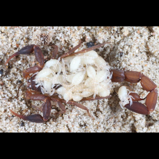 On the 6th Day Of Christmas Fear Not Sent To Me ... Pseudolychas ochraceus (Plain Pygmy Thicktail Scorpion) Captive bred about 1/4" - 1/2" ⚠️*ONE PER SHIPMENT ✅Shipping must be paid on the first order! STARTS SHIPPING THE WEEK OF DEC 8TH