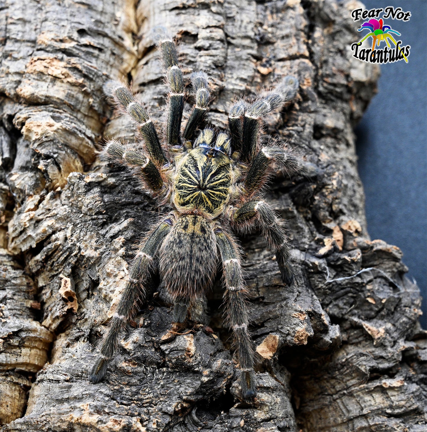 Pterinochilus murinus (DCF) Kigoma Tarantula Very rare!  Beautiful coloration! about 1/2" - 3/4"