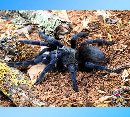 Lasiocyano sazimai (ex Pterinopelma) (Iridescent Blue Tarantula) about 1/2"