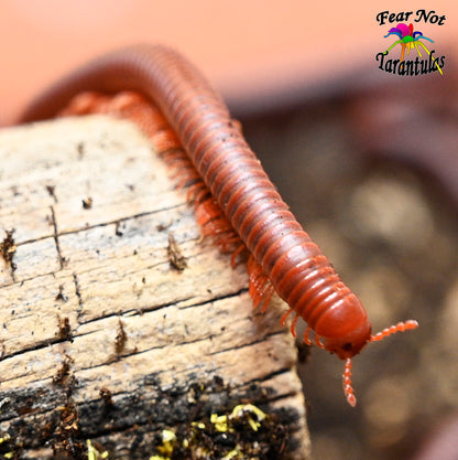 Scarlet Millipede (Trigonilius coralinus) about 1 1/2" - 2"