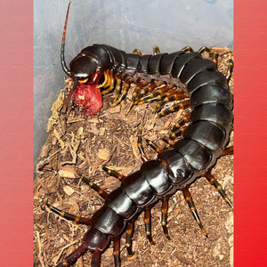 Scolopendra galapagoensis 'Dark' captive bred centipedes about 2"  This beautiful creature can reach about 10" plus!