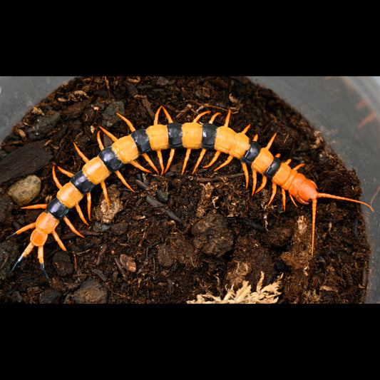 Scolopendra hardwickei (Indian Tiger Centipede)  about 3" - 4"