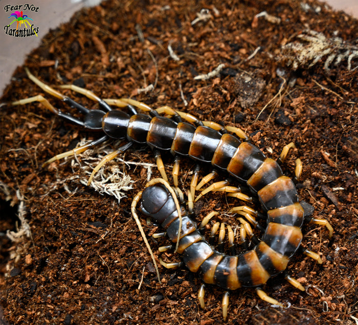 Scolopendra sp. "piceoflava" (Sulawesi Black Leg Centipede) about 6" - 7"