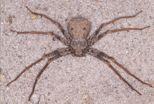 Sicarius gracilis (Six-Eyed Sand Spider) about 1/2" - 3/4"