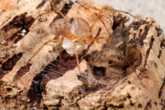 Scytodes cf univittata (Orange Spitting Spider) about 1/4" *Captive bred!