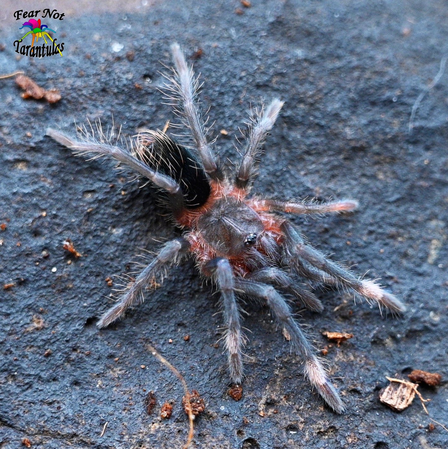 Sericopelma rubronitens (Panama Giant Red Rump) about  1" - 1 1/4"