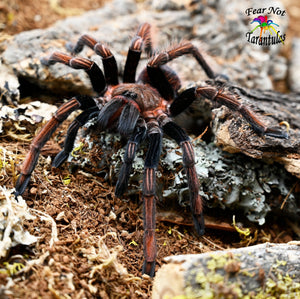 Sericopelma sp. Santa Catalina Tarantula about 4" MALE *IN STORE ONLY AT THIS TIME*