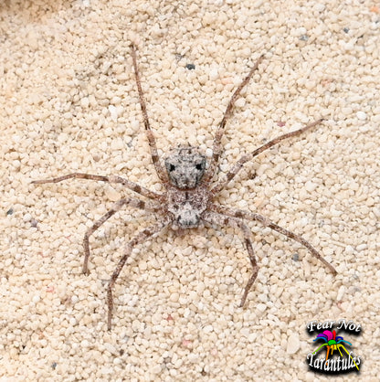 Sicarius gracilis (Six-Eyed Sand Spider) about 1/2" - 3/4"