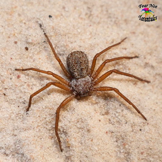 Sicarius thomisoides (Six-Eyed Sand Spider) about 1/4" - 1/3"