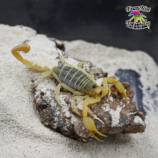Smeringurus mesaensis (Dune Scorpion) about  1" +