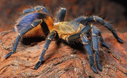 Spinosatibiapalpus (ex Pseudhapalopus) sp. 'Colombia'  (Yellow Blue Colombia Dwarf Tarantula) Tarantula about 1/4"
