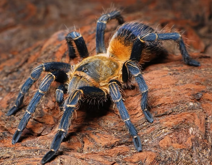 Spinosatibiapalpus (ex Pseudhapalopus) sp. 'Colombia'  (Yellow Blue Colombia Dwarf Tarantula) Tarantula about 1/4"