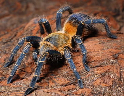 Spinosatibiapalpus (ex Pseudhapalopus) sp. 'Colombia'  (Yellow Blue Colombia Dwarf Tarantula) Tarantula about 1/4"