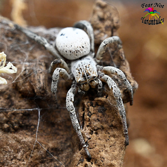 Stegodyphus lineatus (Spotted Egyptian Velvet Spider) about 1/8" INCLUDES HABITAT! COMING VERY SOON!