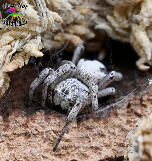 Stegodyphus lineatus (Striped Velvet Spider) about 1/8" INCLUDES HABITAT!