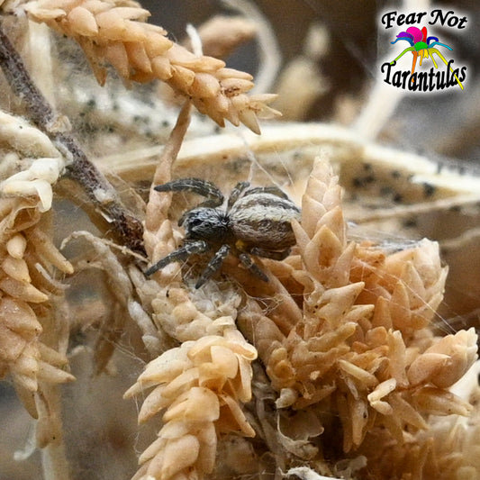 Stegodyphus lineatus (Black Form Velvet Spider) about 1/8" HABITAT IS INCLUDED WITH THESE SPIDERLINGS! (Copy) (Copy)