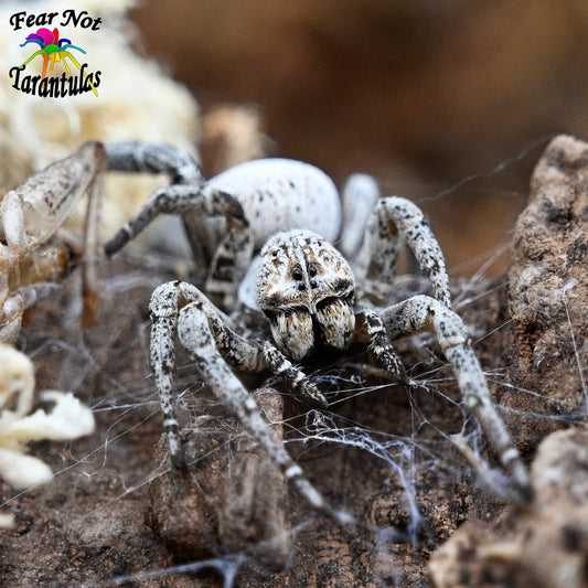 Stegodyphus lineatus (Spotted Egyptian Velvet Spider) about 1/8" INCLUDES HABITAT! COMING VERY SOON!