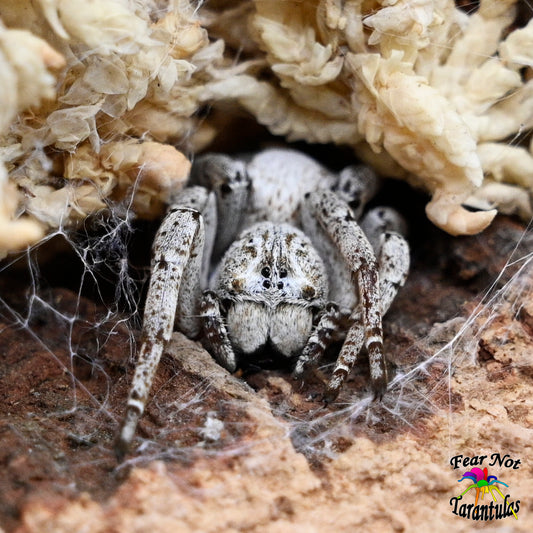 Stegodyphus lineatus (Striped Velvet Spider) about 1/8" INCLUDES HABITAT!