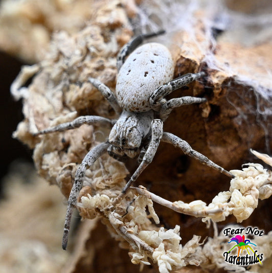 Stegodyphus sp White (Morocco White Velvet Spider) about 1/8" HABITAT IS INCLUDED WITH THESE SPIDERLINGS! (Copy)