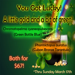 St. Patrick's Day Special! 2 Great species. Chromatopelma cyaneopubescens (Green BottleBlue, GBB Tarantula) about 3/4" - 1" AND Phormictopus auratus (Bronze Tarantula) about 1/2" - 3/4"