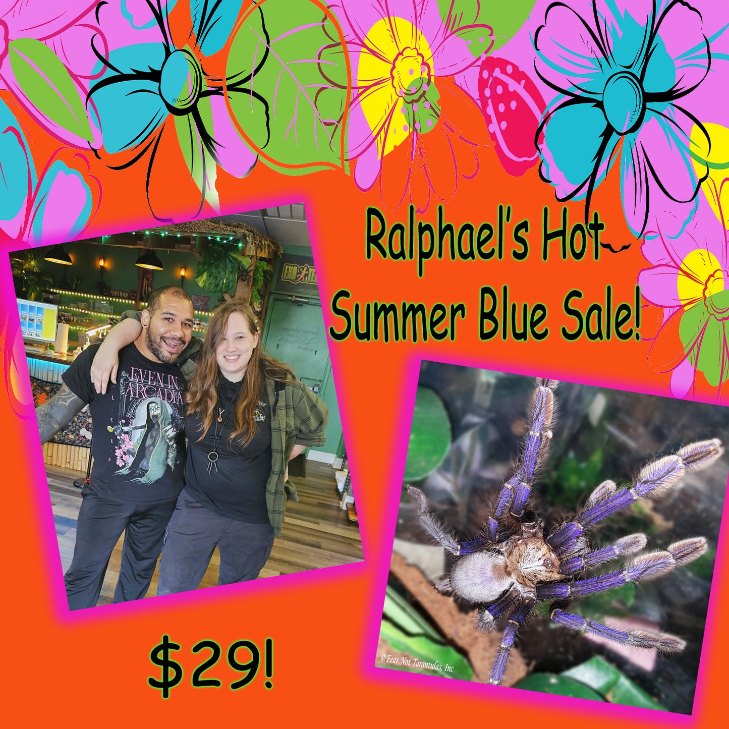 Ralphael's Hot Summer Blues Sale! Omothymus violaceopes (Singapore Blue Tarantula) about 1"