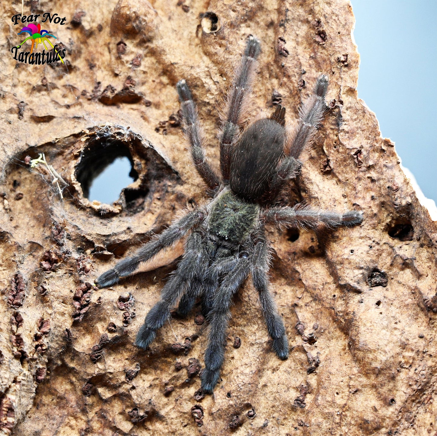 On The 5th Day Of Christmas Fear Not Sent To Me ... Tapinauchenius sanctivincenti (St. Vincent's Tree Spider) about 1/2" ⚠️*ONE PER SHIPMENT ✅Shipping must be paid on the first order! STARTS SHIPPING THE WEEK OF DEC 8TH