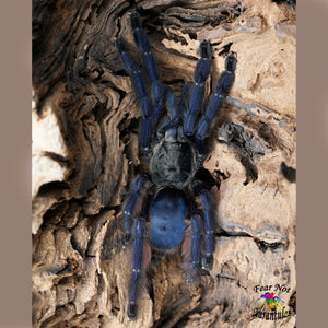 Tapinauchenius plumipes (Purple Treespider Tarantula) around 1/2"  FREE for orders $150.00 and over. (after discounts and does not include shipping) One freebie per shipment.