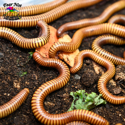 Texas Giant Gold Millipedes (Orthroporus ornatus)