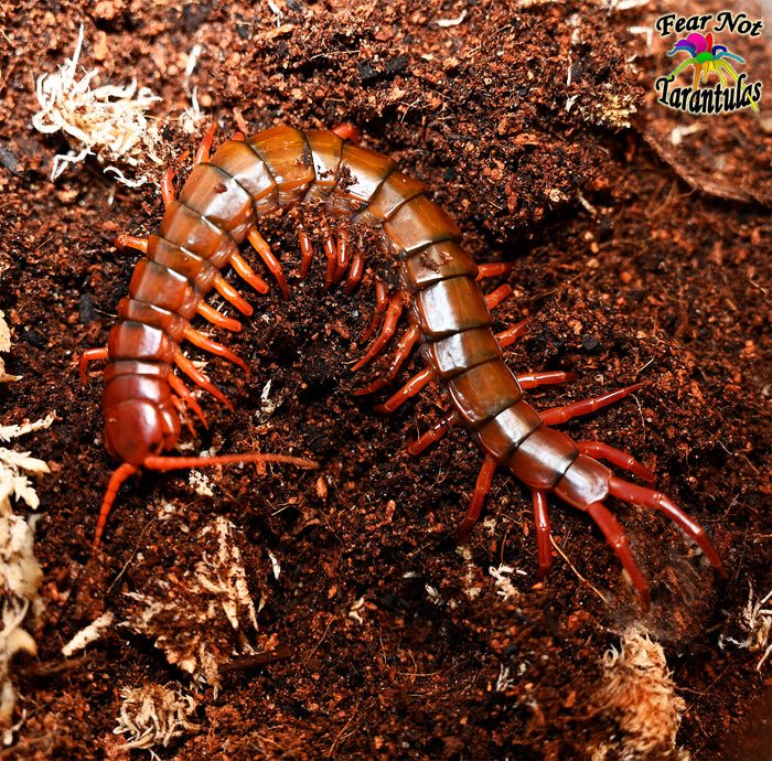 Scolopendra dehaani  Thailand (Thai Giant Cherry Centipede) about 6" - 7"