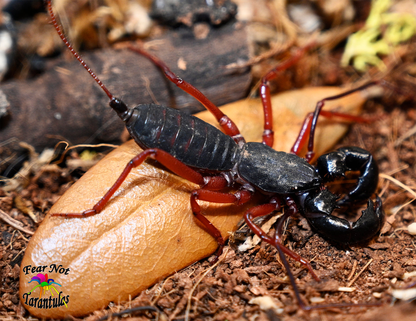 Typopeltis sp (Thai Red Leg Vinegaroon) about 1" - 1 1/2"