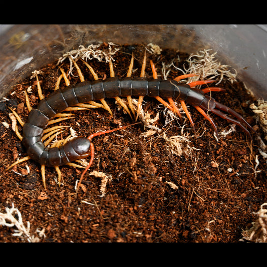 Scolopendra dehaani  Thailand (Thai Yellow Leg Centipede) about 5" - 7"