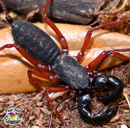 Typopeltis sp (Thai Red Leg Vinegaroon) about 1" - 1 1/2"