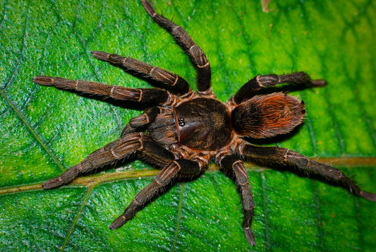 Theraphosidae sp Chorrillo Grande bout 1/3" - 1/2" *NEW