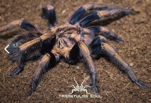 Theraphosidae sp dorado (Golden Royalty Tarantula) about 1/2" *NEW