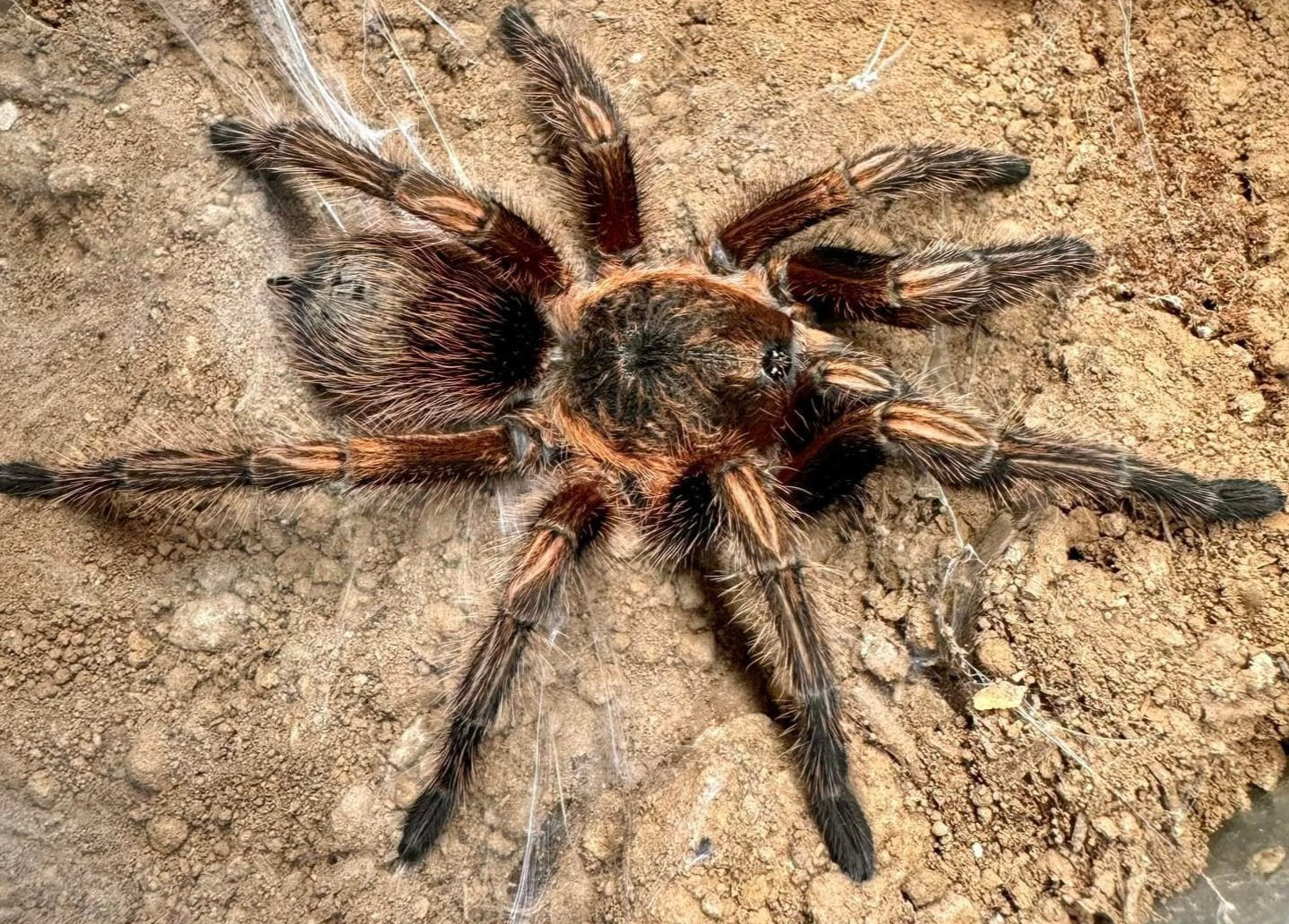 Theraphosidae sp subaureum (Peruvian Gold Tarantula) about 1/2" - 3/4" *NEW
