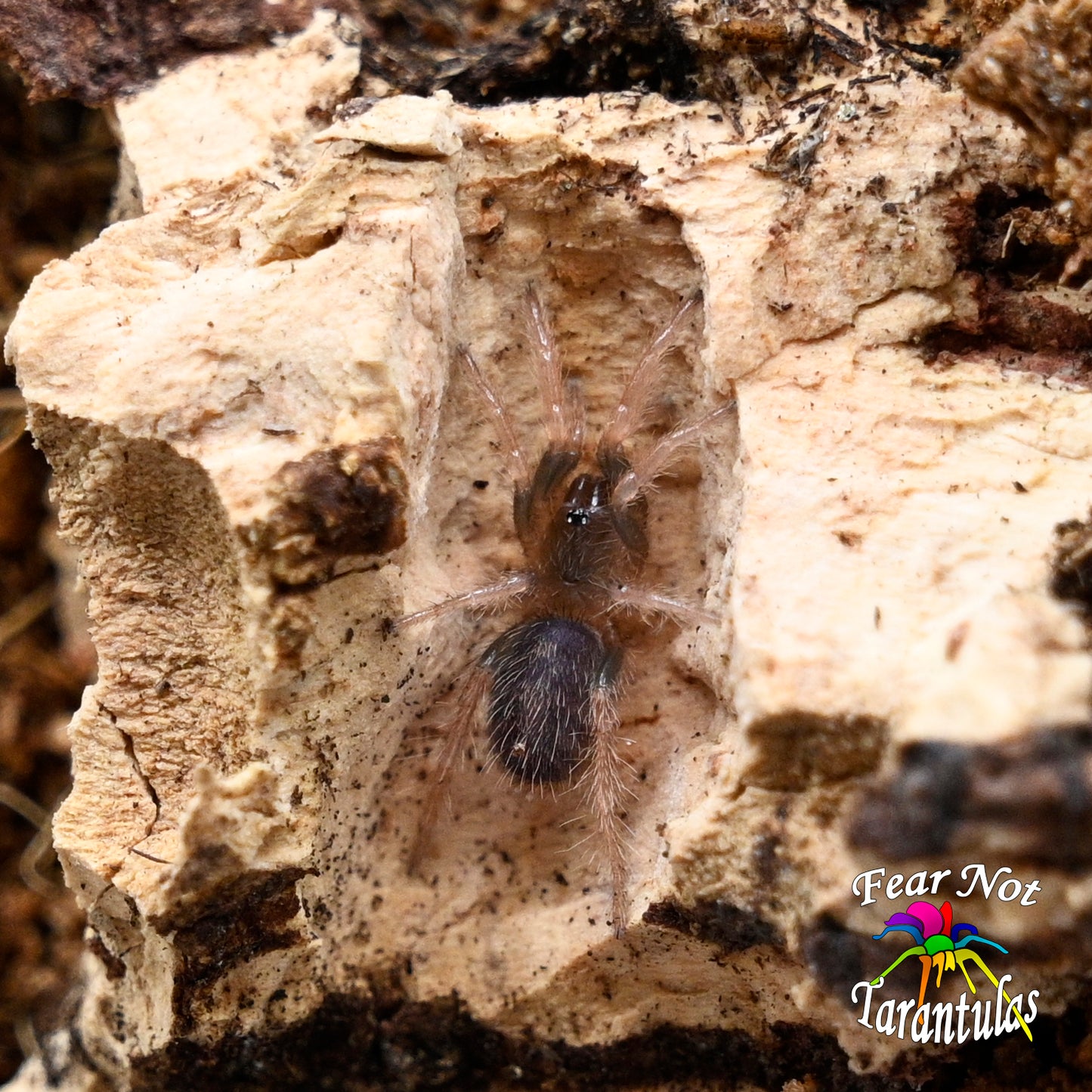 Davus sp mazunte about 1/4" - 1/2" *NEW