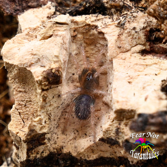 Davus sp mazunte about 1/4" - 1/2" *NEW