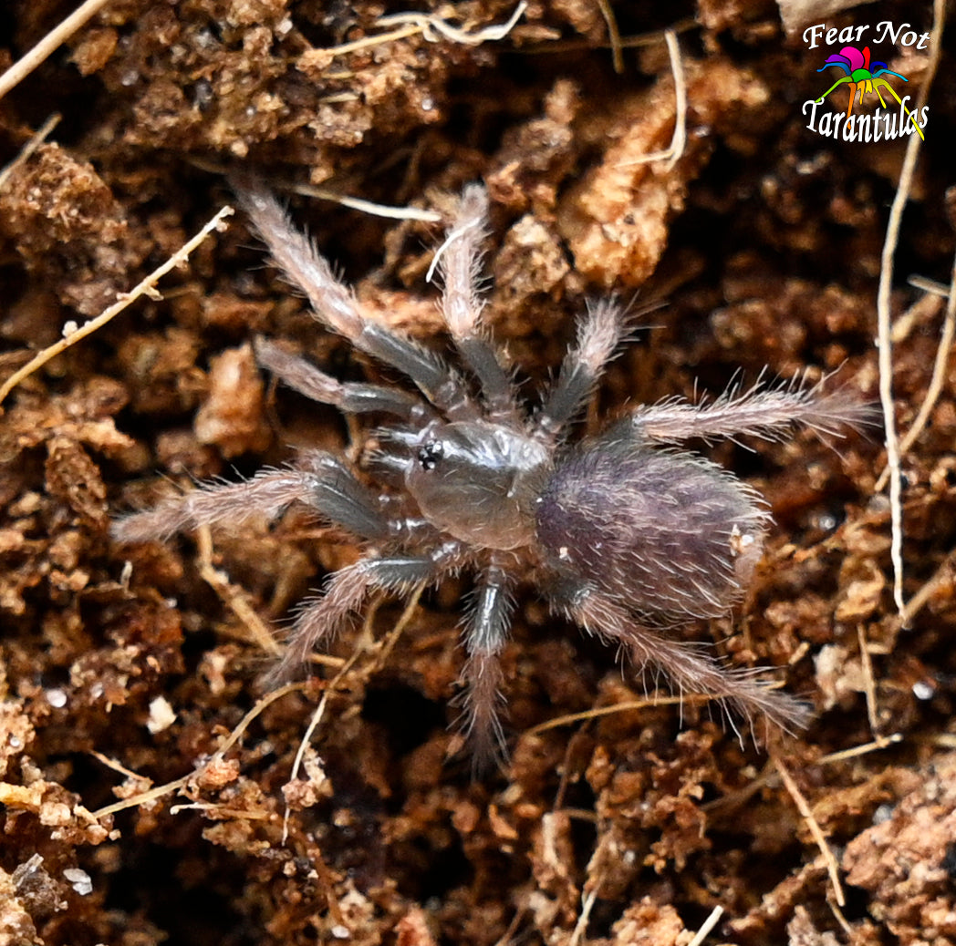 Davus sp mazunte about 1/4" - 1/2" *NEW