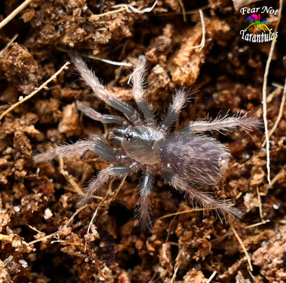 Davus sp mazunte about 1/4" - 1/2" *NEW