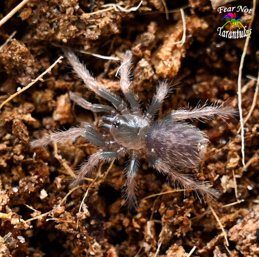 Davus sp mazunte about 1/4" - 1/2" *NEW