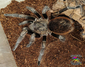 Thrixopelma pruriens (Peruvian Green Velvet) Tarantula about  1" FREE with orders $150 and over.  (after discounts and does not include shipping) One freebie per shipment