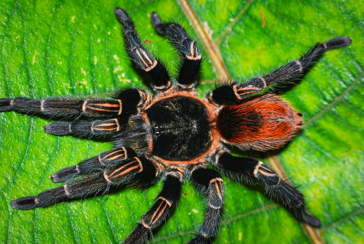 Thrixopelma sp Andes Fire about 1/3" - 1/2" *NEW