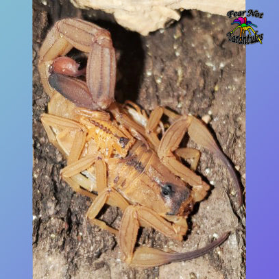 Tityus stigmurus (Brazilian Yellow Scorpion) about 1/2"