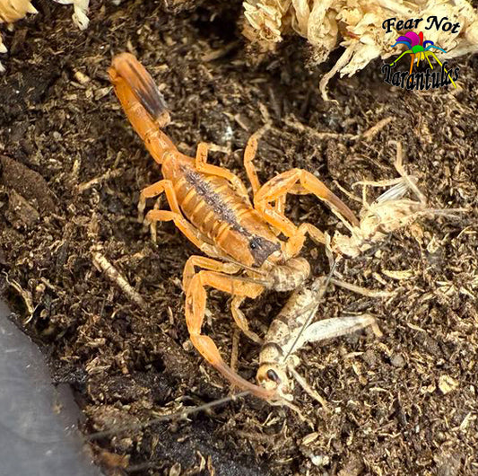 Tityus stigmurus (Brazilian Yellow Scorpion) about 1/2"