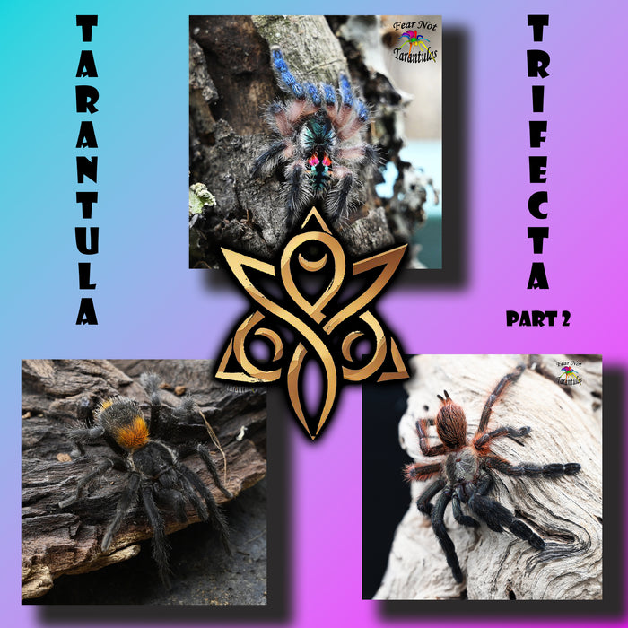 The Tarantula Trifecta Part 2!  FREE SHIPPING!  Typhochlaena seladonia (Brazilian Jewel) nearly 1/2", Homoeomma chilense (Chilean Flame)  at or very near 1/2", Psalmopoeus victori (Darth Maul) about 1"
