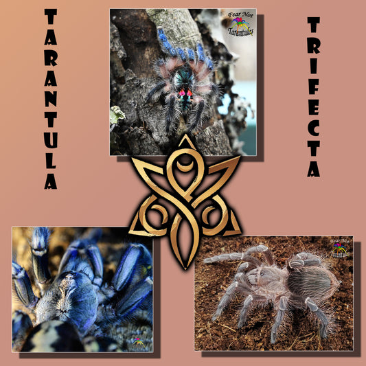 The Tarantula Trifecta Part 1! FREE SHIPPING Typhochlaena seladonia (Brazilian Jewel) about 1/3" to 1/2",  Poecilotheria metallica (Gooty Sapphire Ornamental) about 1 1/4" - 1 1/2", Eupalaestrus Campestratus (Pink Zebra Beauty) about 1/3" - 1/2"